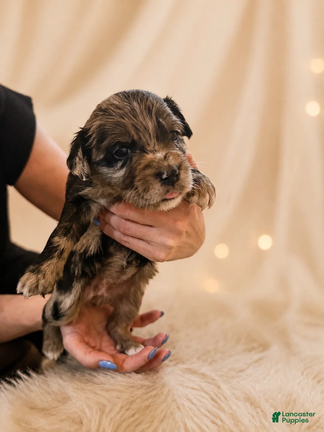 Mixed Breed dogs for sale: Nova - Ad 1