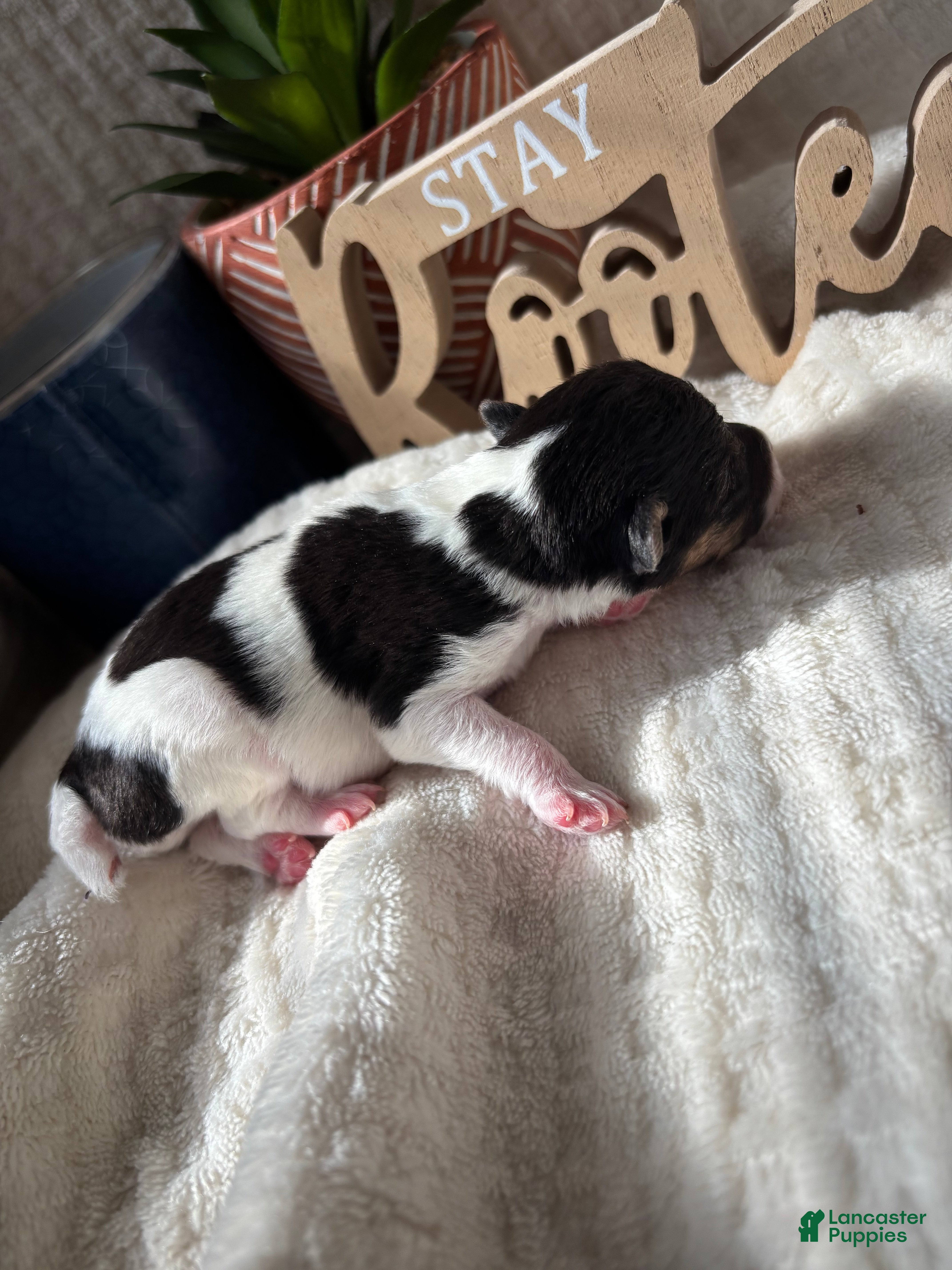 Wire Fox Terrier dogs for sale: Wire Fox Terrier 8 - Ad 1