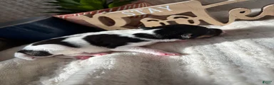 Wire Fox Terrier 8