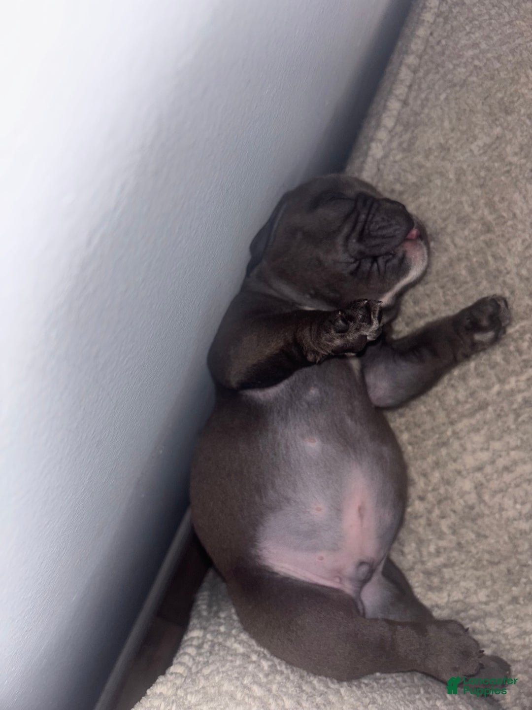 American Bully dogs for sale: American Bully Puppy 4 - Ad 2