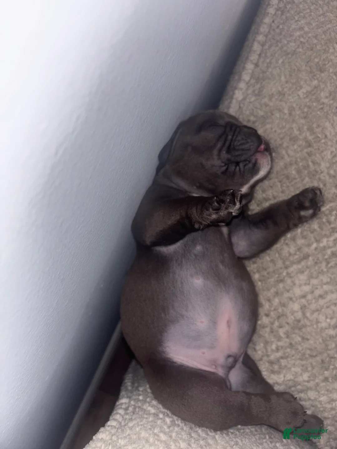 American Bully dogs for sale: American Bully Puppy 4 - Ad 11