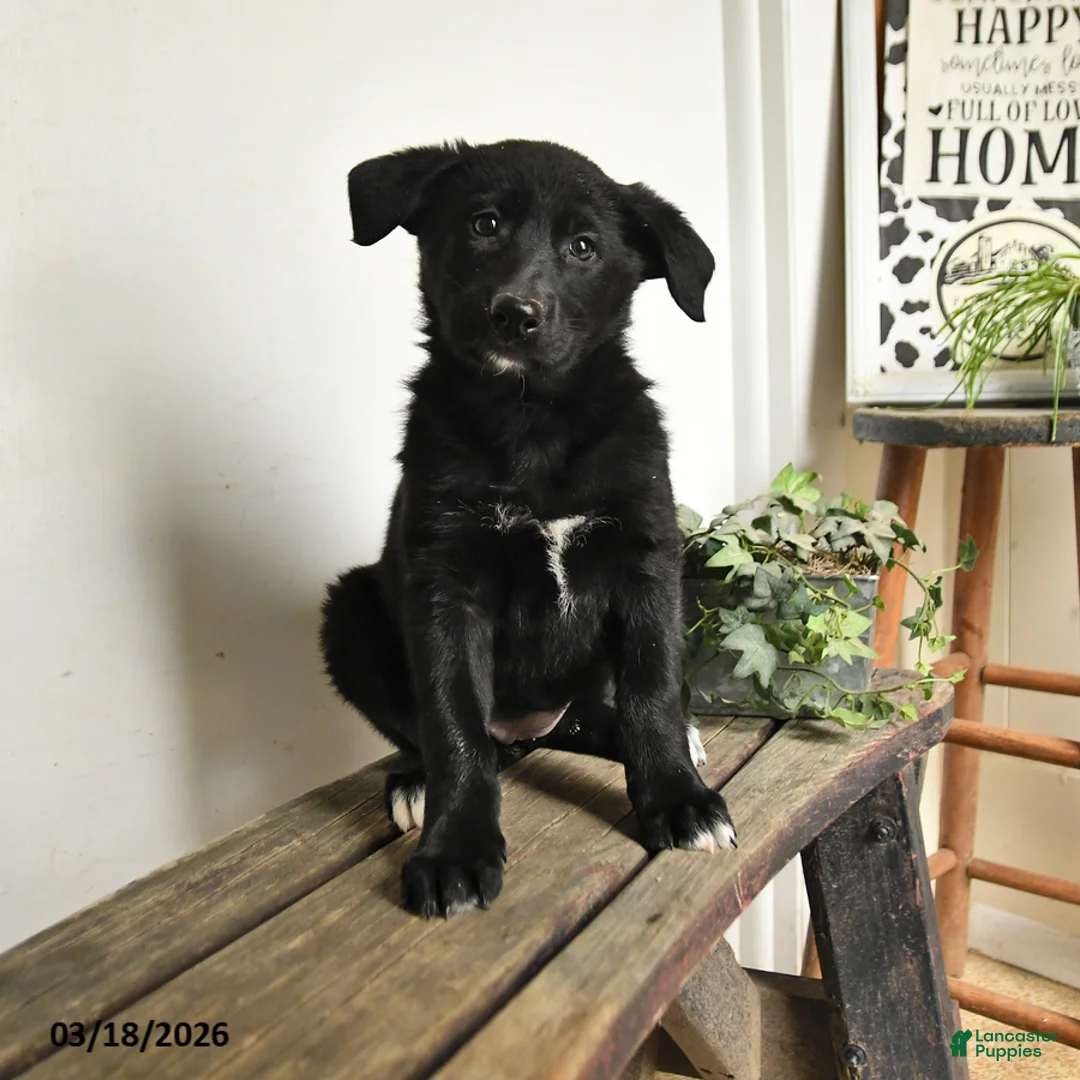 Mixed Breed dogs for sale: Daffodil - Ad 1