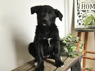 Mixed Breed dogs for sale: Daffodil - Ad 1