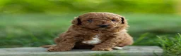Labradoodle dogs for sale: Archie Labradoodle  - Ad 1