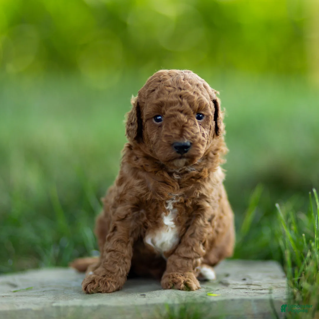 Labradoodle dogs for sale: Archie Labradoodle  - Ad 1