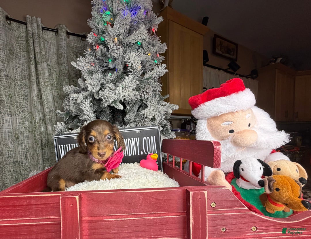 Miniature Dachshund dogs for sale: AKC Russian  - Ad 6