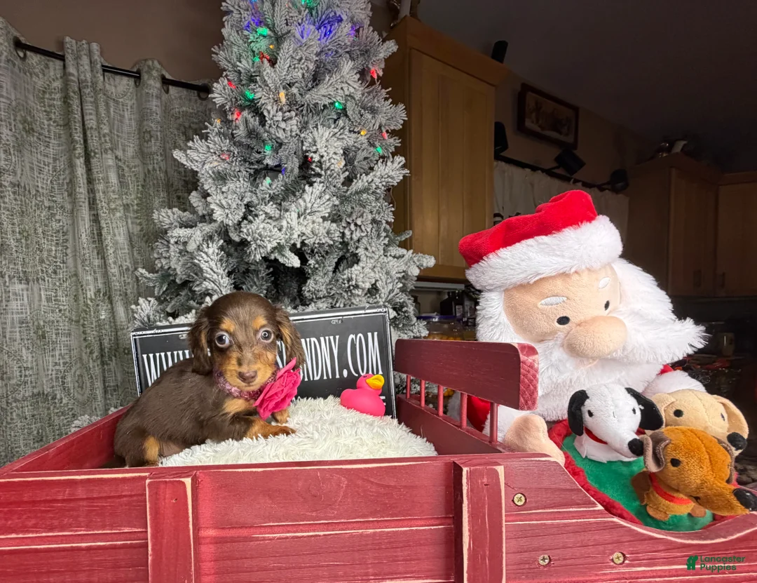 Miniature Dachshund dogs for sale: AKC Russian pra clear - Ad 69