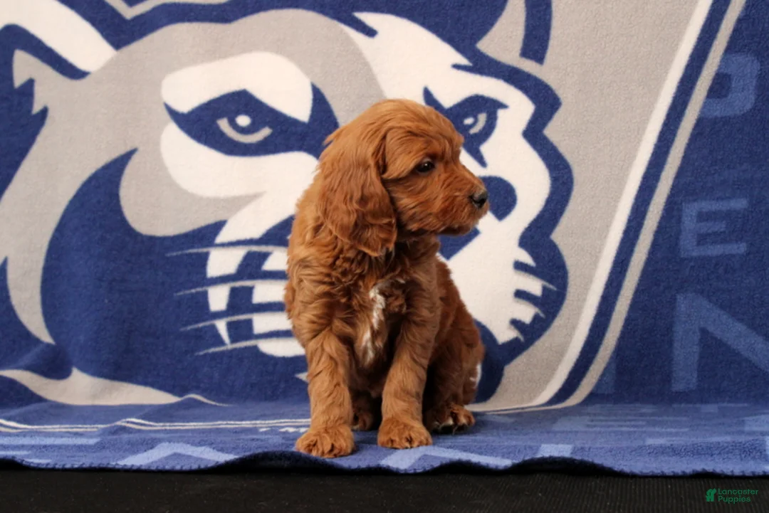 Mini Goldendoodle dogs for sale: Eva - Ad 4