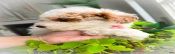 Toy Poodle dogs for sale: Nemo - Ad 15