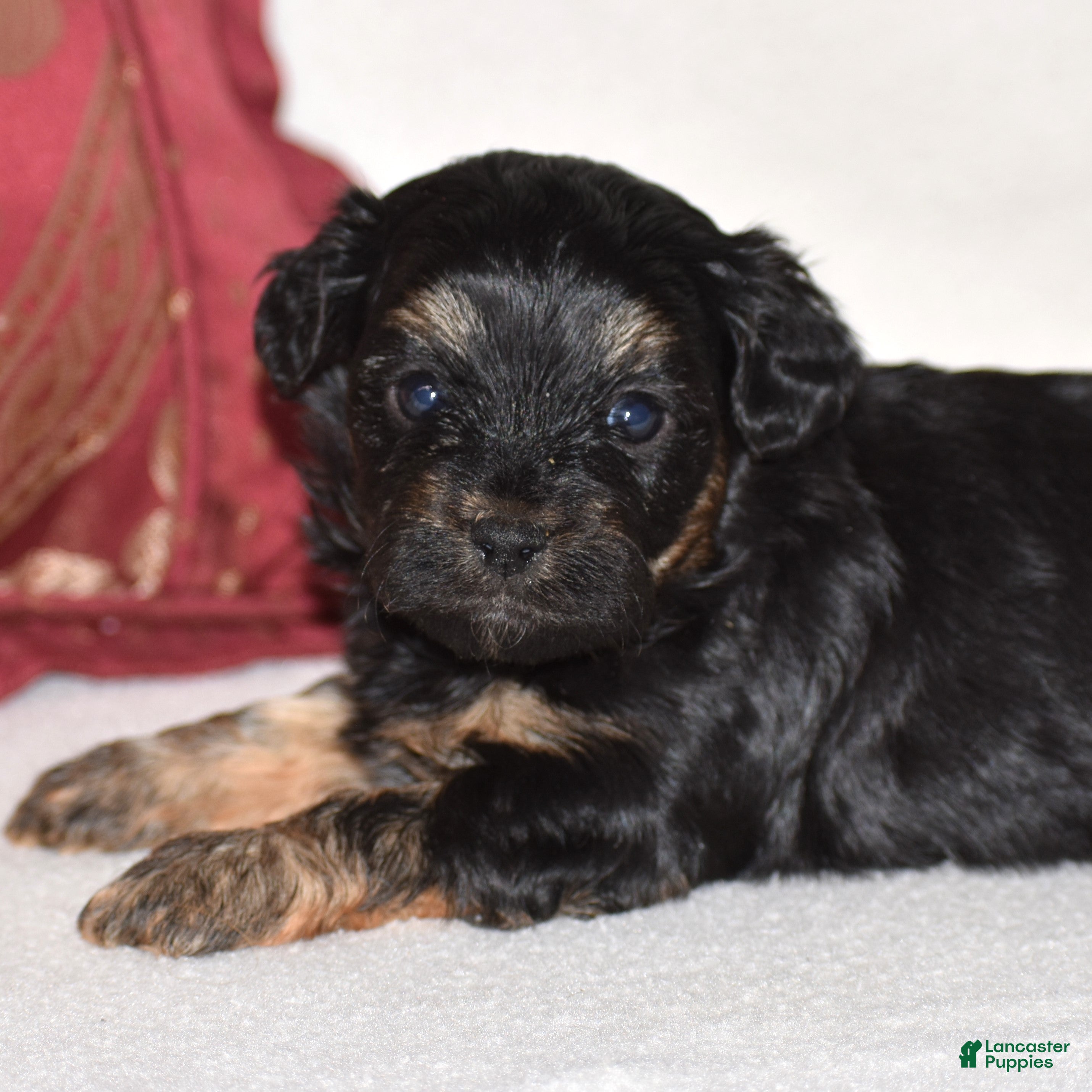 Yorkiepoo dogs Velvet - Ad 1
