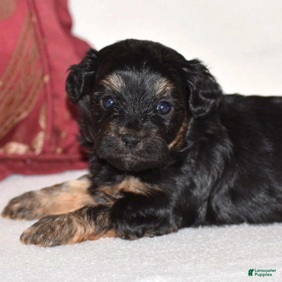 Yorkiepoo dogs for sale: Velvet - Ad 1