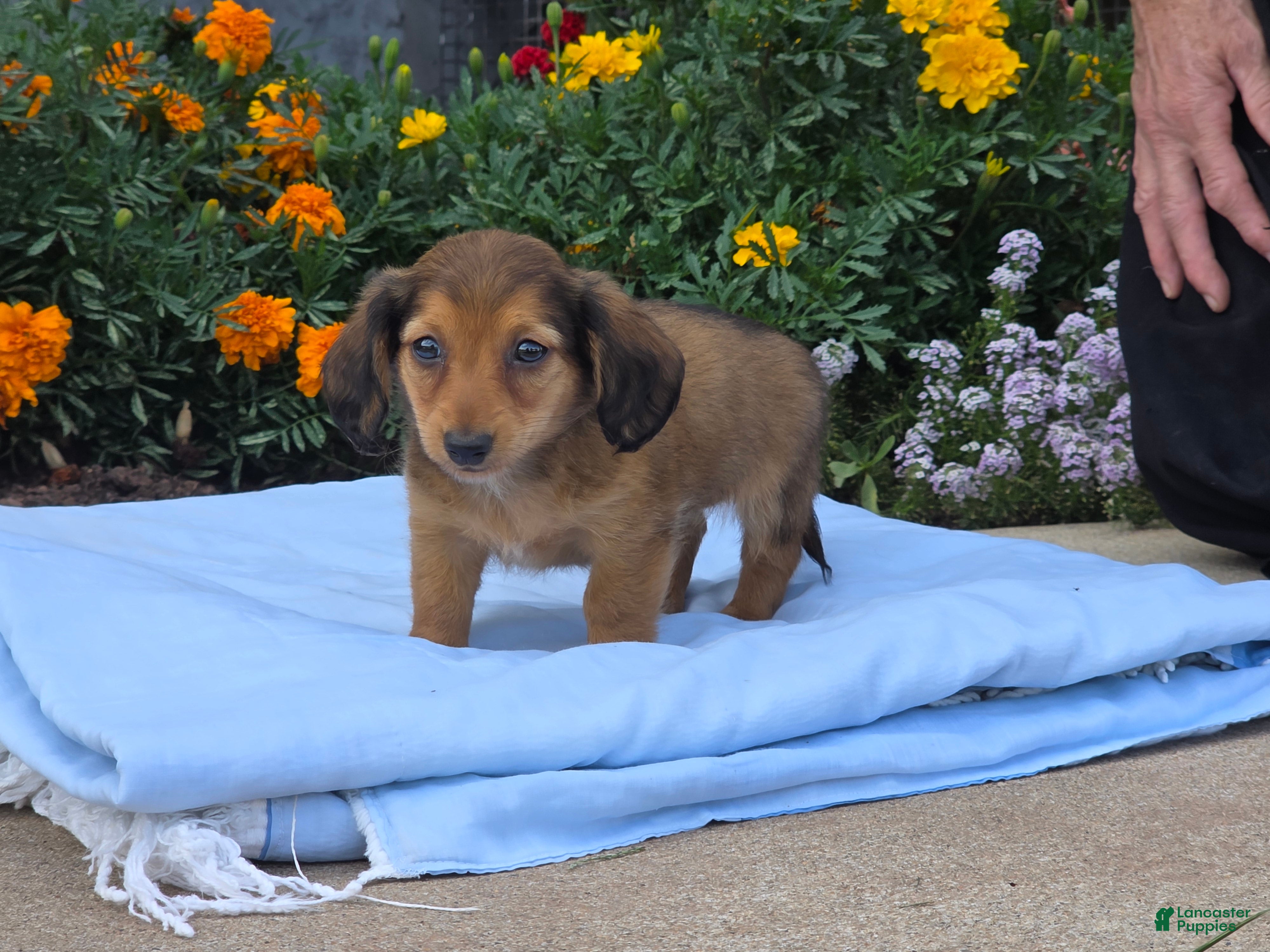 Miniature Dachshund dogs for sale: Liberty  - Ad 3