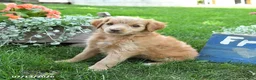 Cavapoo dogs for sale: Luke - Ad 3