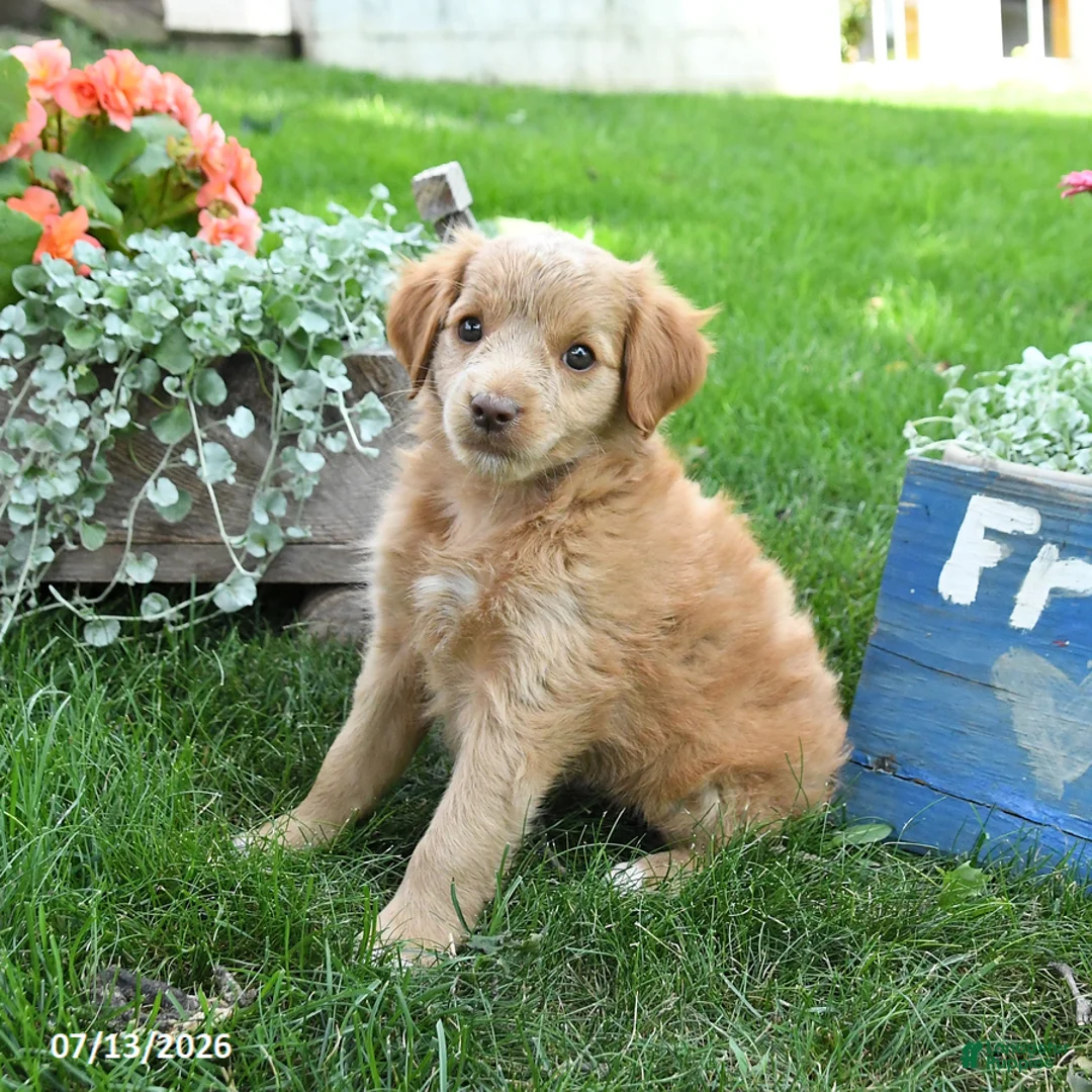 Cavapoo dogs for sale: Luke - Ad 3