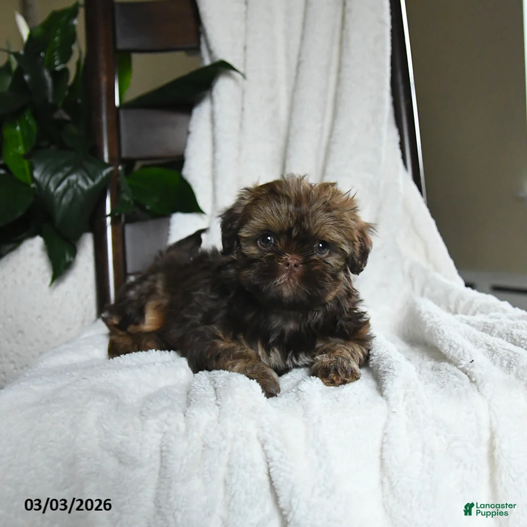 Shih Tzu dogs for sale: Whisper - Ad 5