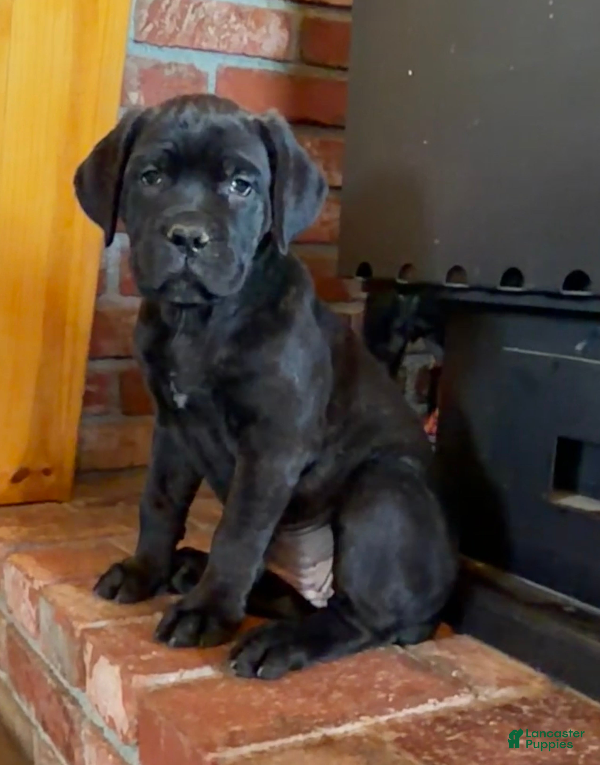 Cane Corso dogs Marina - Ad 13