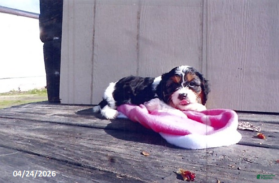 Cavapoo dogs for sale: Vickie - Ad 4