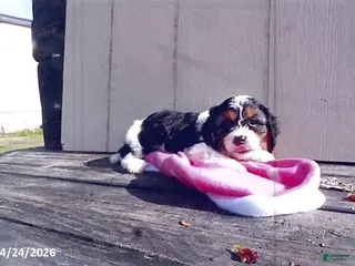 Cavapoo dogs for sale: Vickie - Ad 4