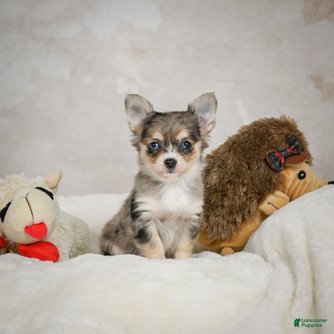 Chihuahua dogs for sale: Sunshine - Ad 6