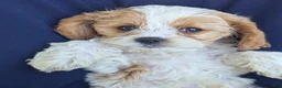 Cavapoo dogs for sale: Mr Andy - Ad 7