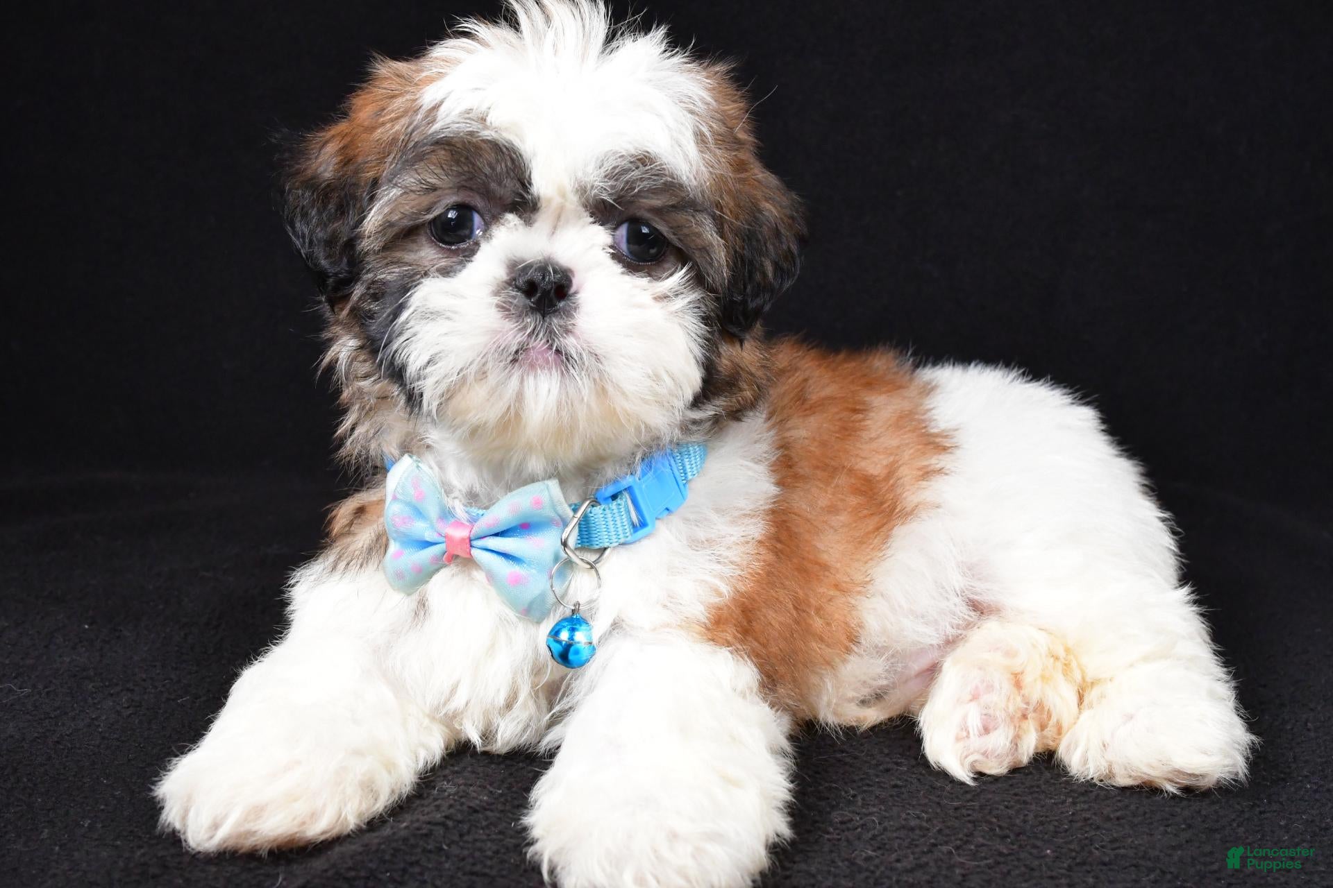 Shih Tzu dogs Travis - Ad 2
