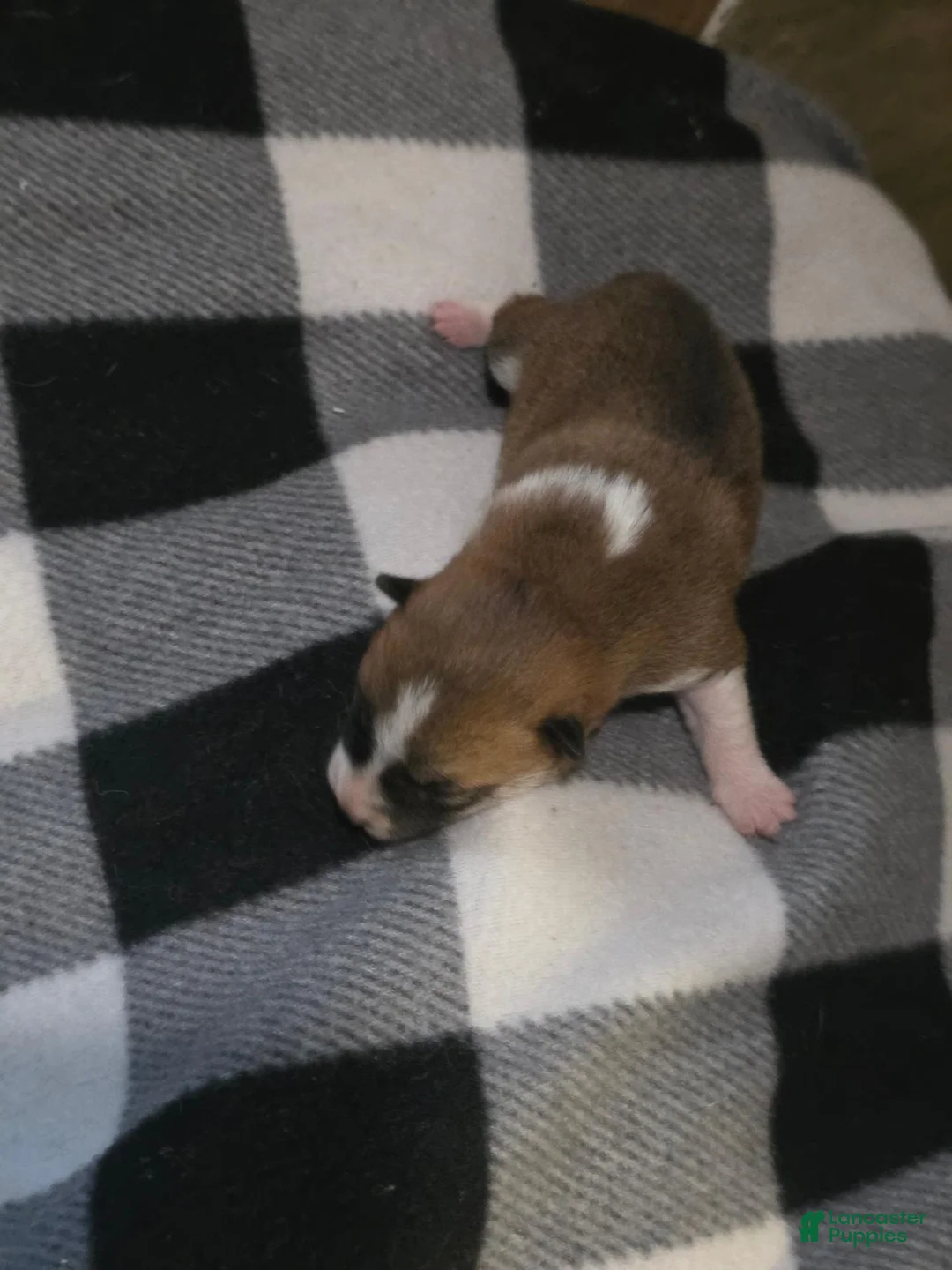 Shiba Inu dogs for sale: Shiba Inu 3 - Ad 1
