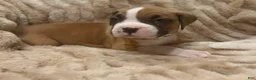 Boxer dogs for sale: Toby - Ad 5