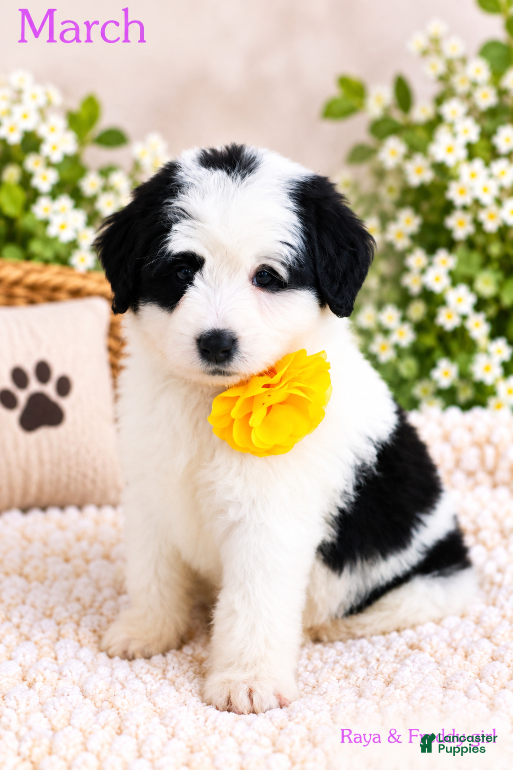 Bernedoodle dogs March - Ad 1