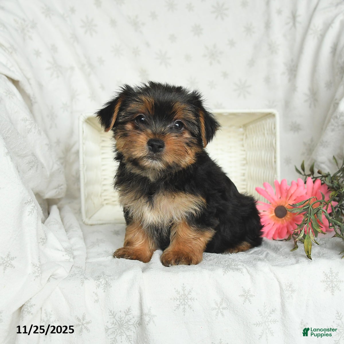 Yorkshire Terrier dogs Lulu - Ad 38