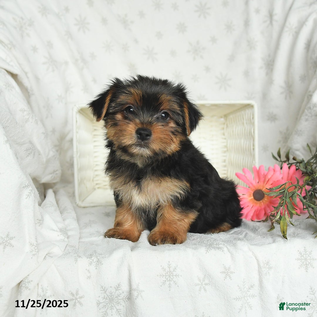 Yorkshire Terrier dogs for sale: Lulu - Ad 1