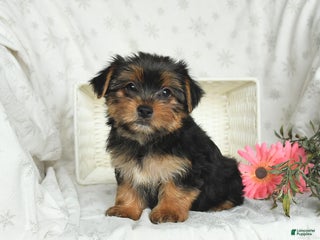 Yorkshire Terrier dogs Lulu - Ad 26