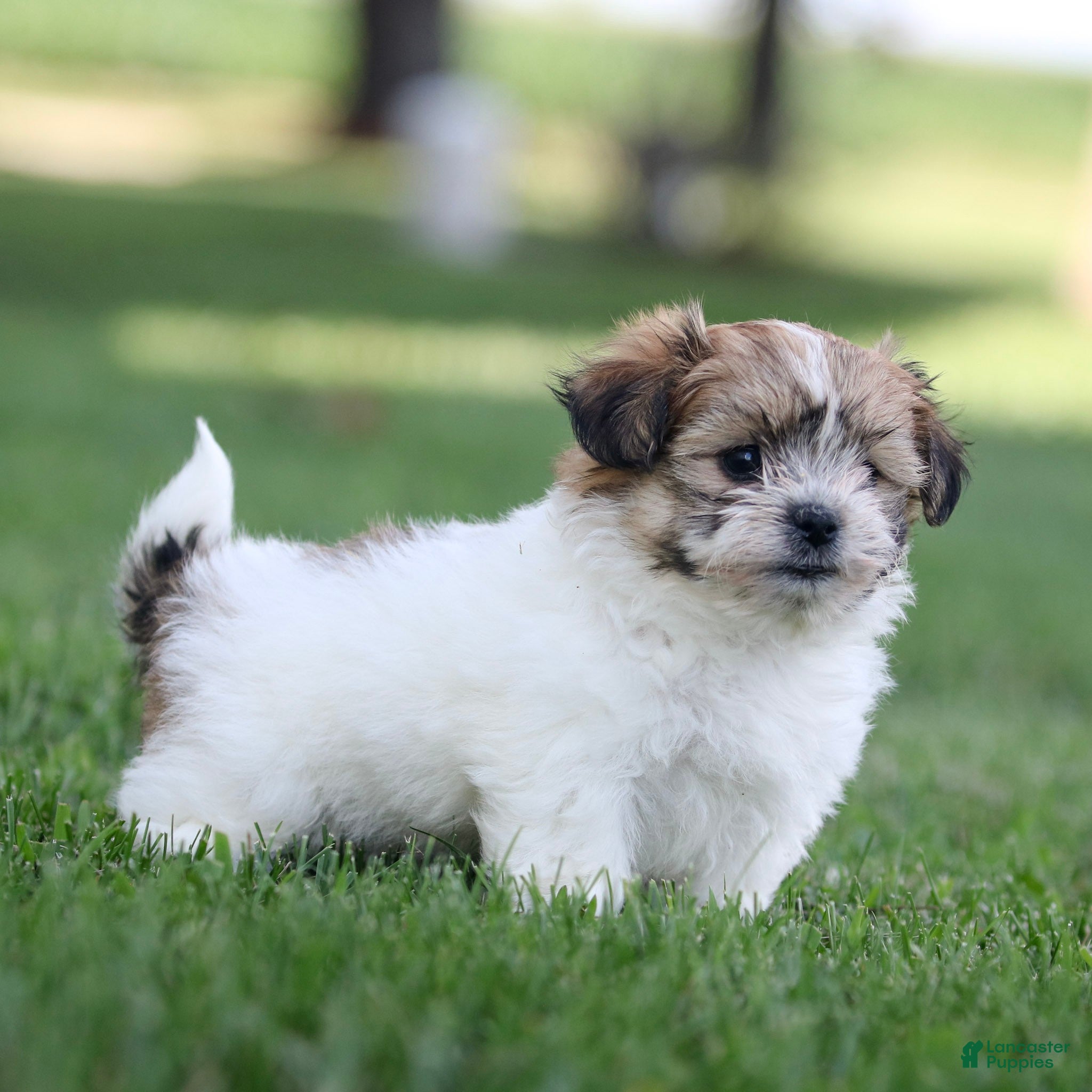 Teddy Bear dogs Casey Teddy Bear  - Ad 2