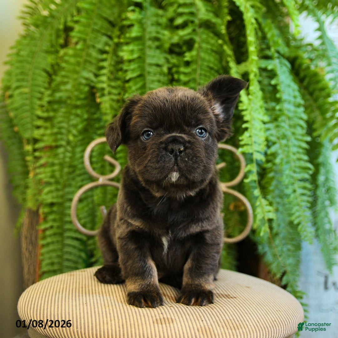 French Bulldog dogs for sale: Toby - Ad 2