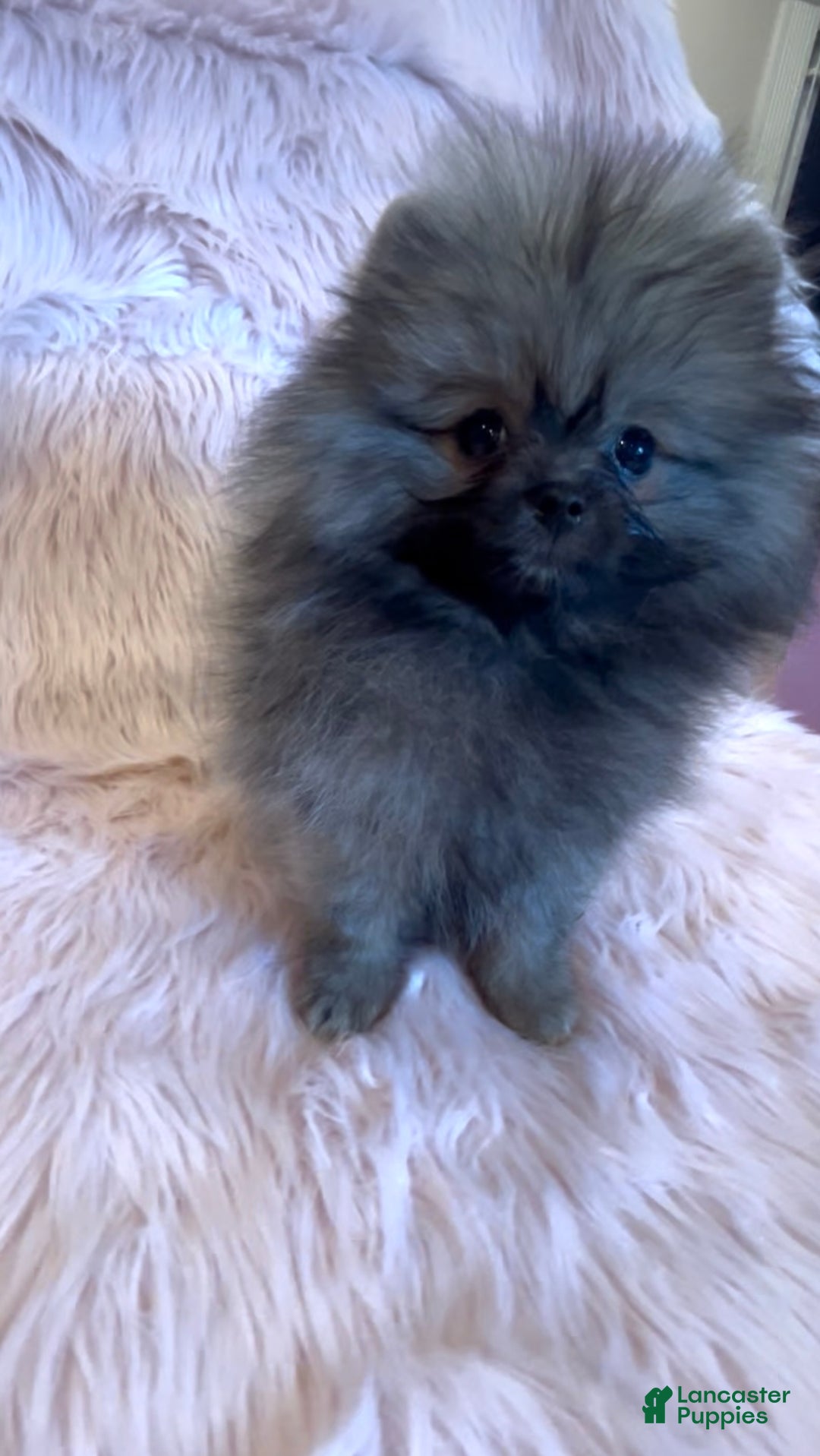 Pomeranian dogs for sale: Penny AKC Registered FULL RIGHTS - Ad 20