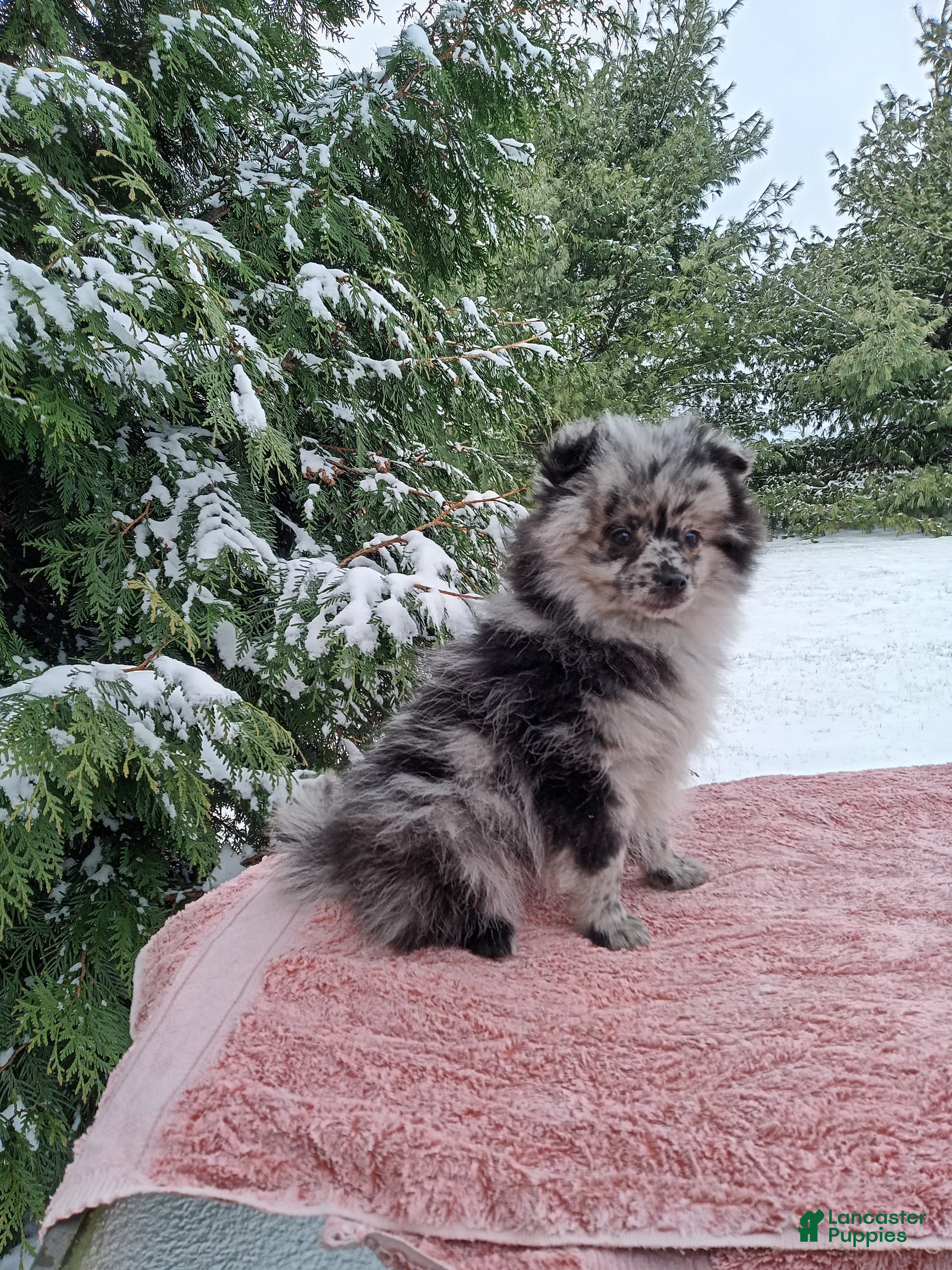 Pomeranian dogs Leo - Ad 26