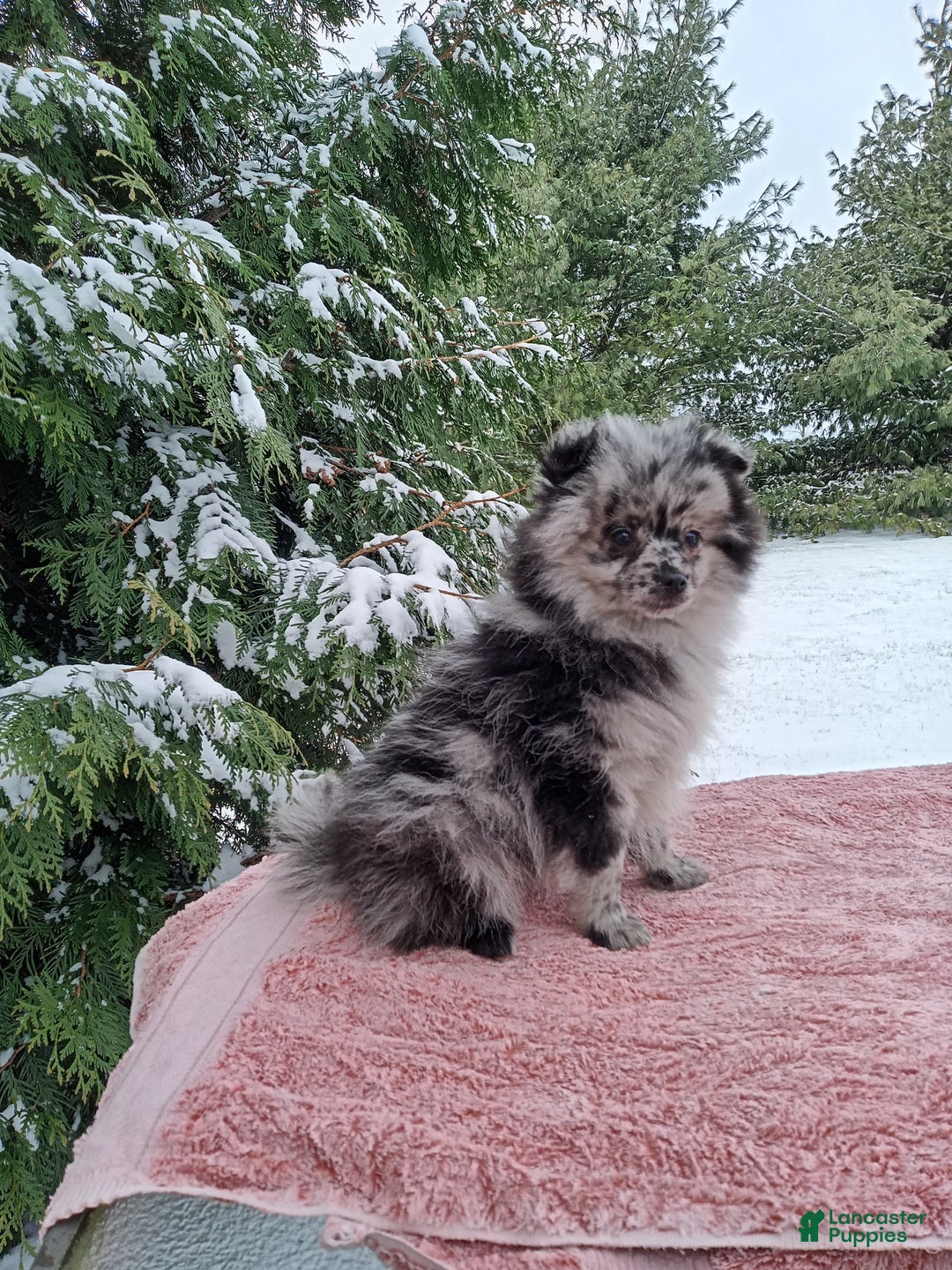 Pomeranian dogs for sale: Leo - Ad 1