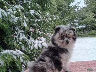 Pomeranian dogs Pomeranian Puppy 1 - Ad 22