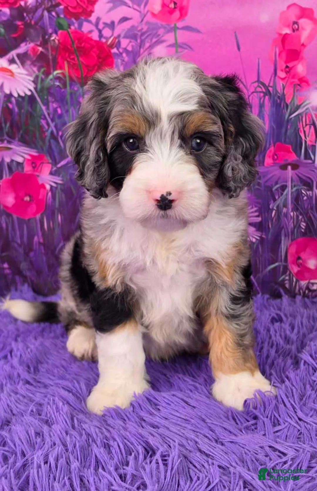 Mini Bernedoodle dogs for sale: Paris - Ad 1