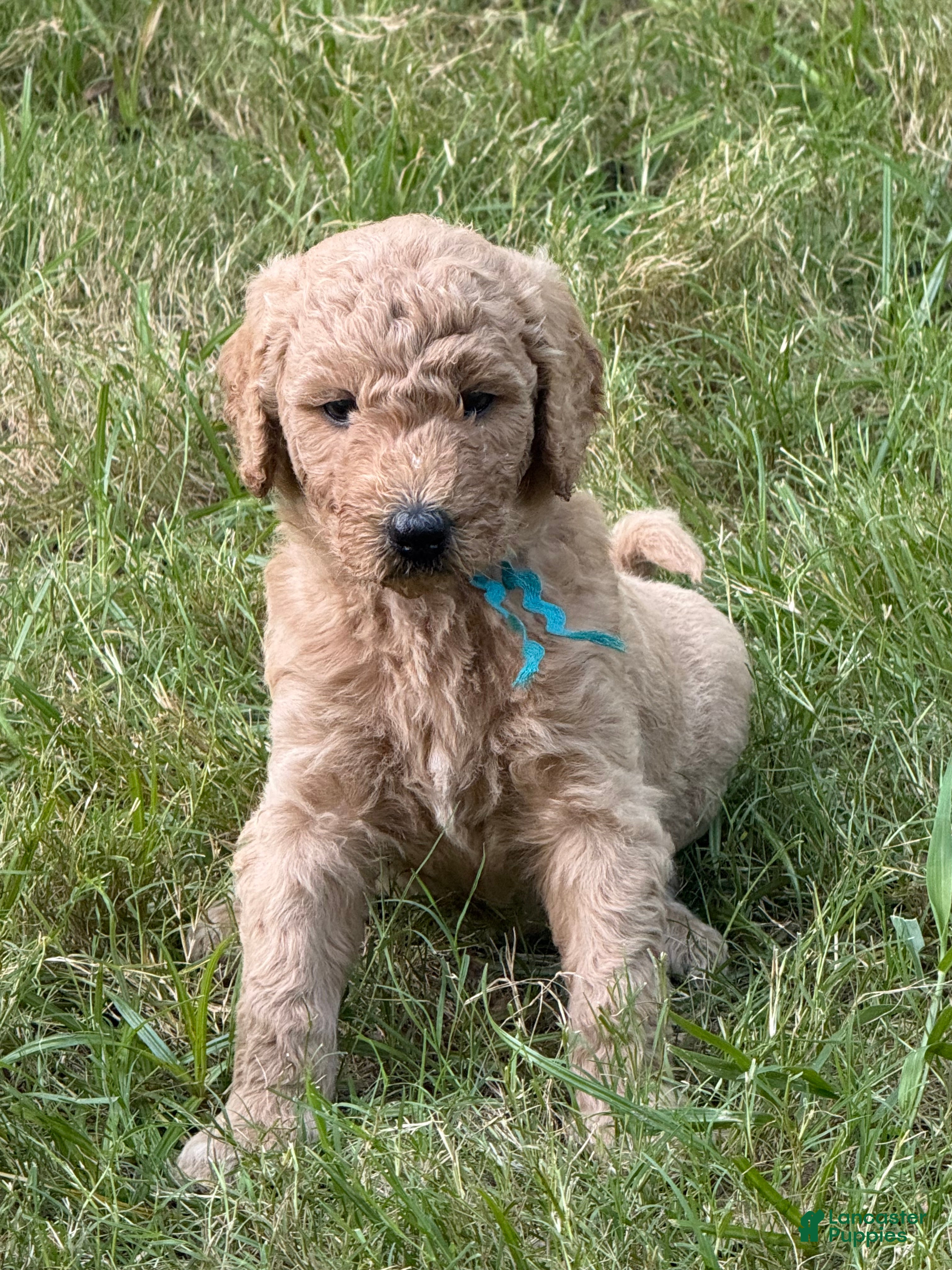 Goldendoodle dogs Lancelot Teal Collar - Ad 1