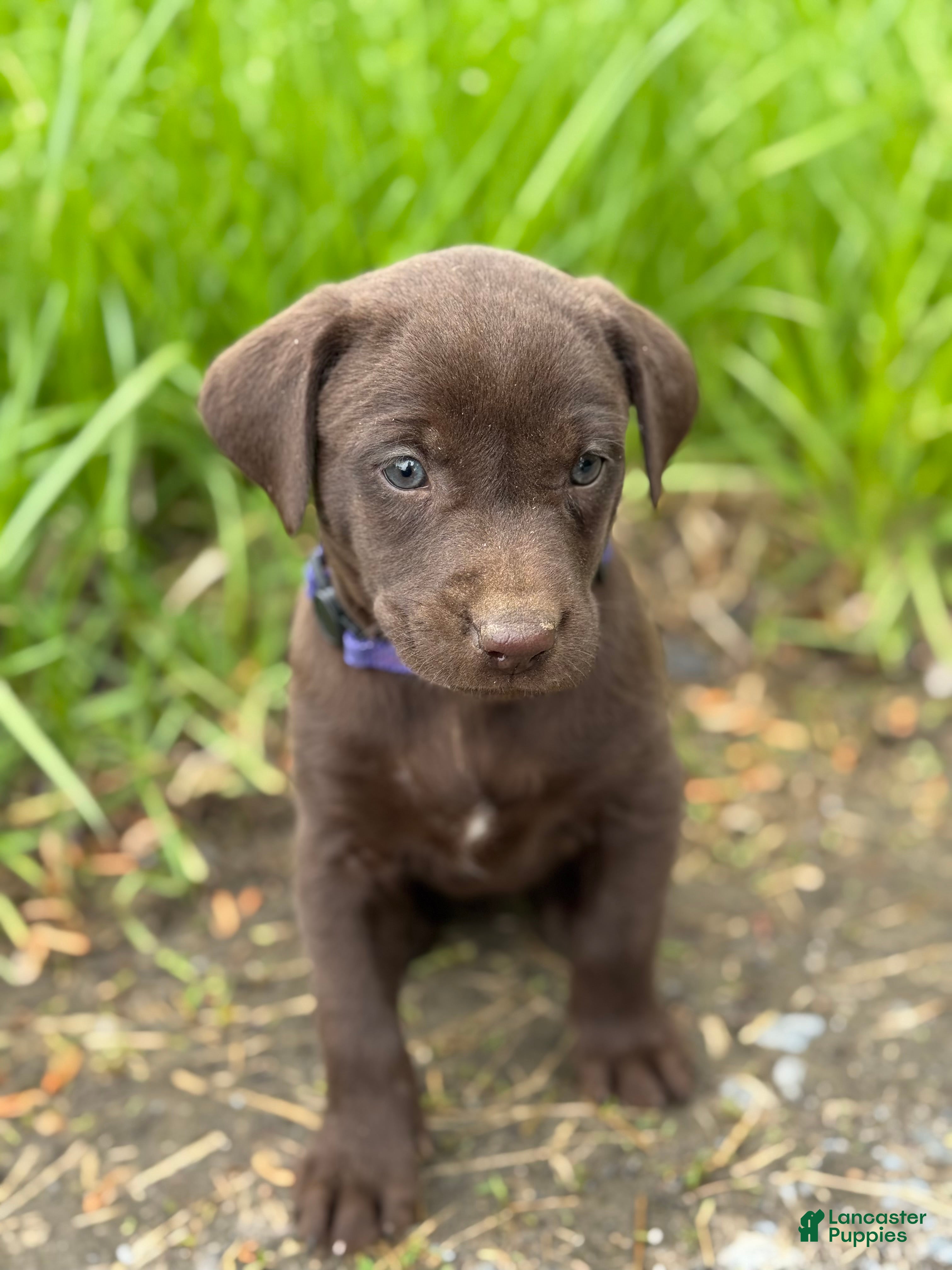 Labrador Retriever dogs Miley - Ad 12