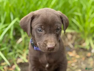 Labrador Retriever dogs Miley - Ad 12