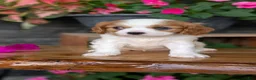 Cavalier King Charles Spaniel dogs for sale: Lyla - Ad 3