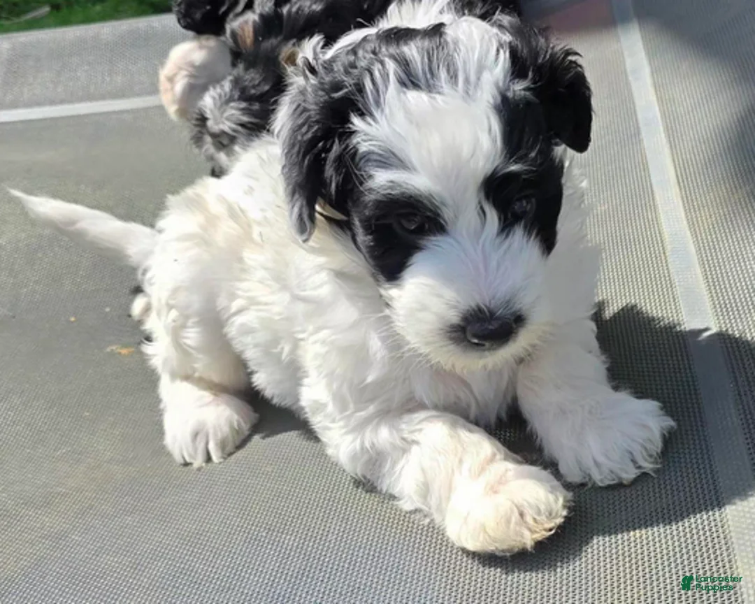 Bernedoodle dogs for sale: Chip - Ad 2