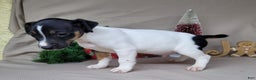 Jack Russell Terrier dogs for sale: FOSTER of Westfork - Ad 6