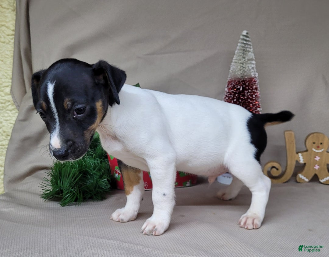 Jack Russell Terrier dogs for sale: FOSTER of Westfork - Ad 6