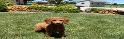 Cockapoo dogs for sale: Shellie - Ad 6