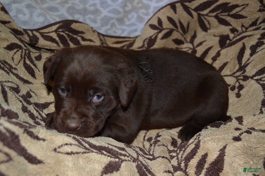 Labrador Retriever dogs for sale: Mandy - Ad 1