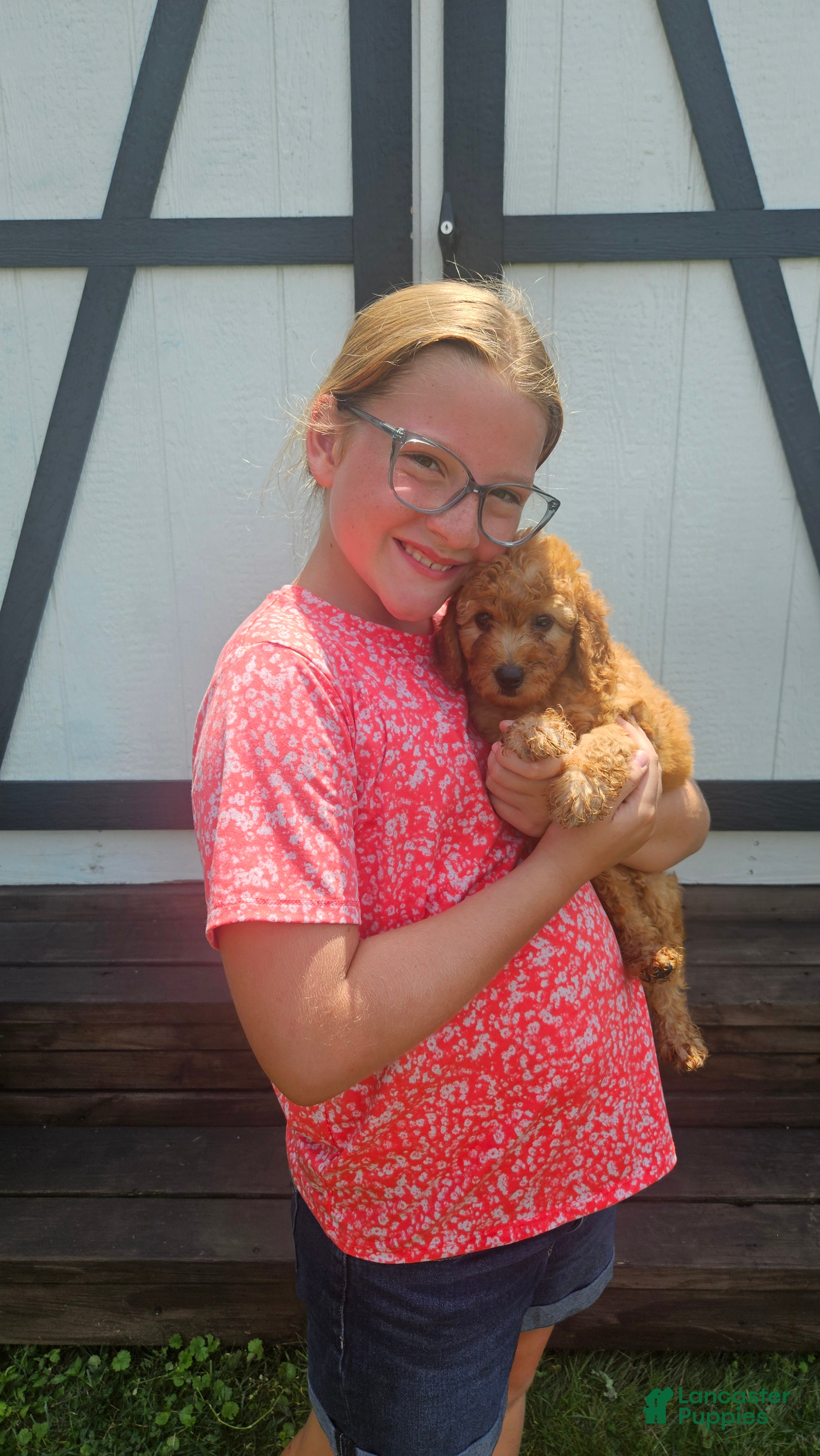 Mini Goldendoodle dogs Cutie - Ad 2