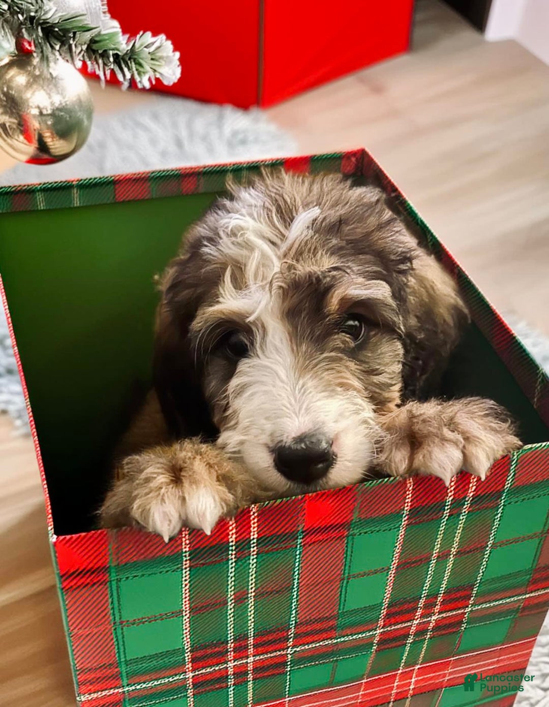 Gallery Image {{count}}