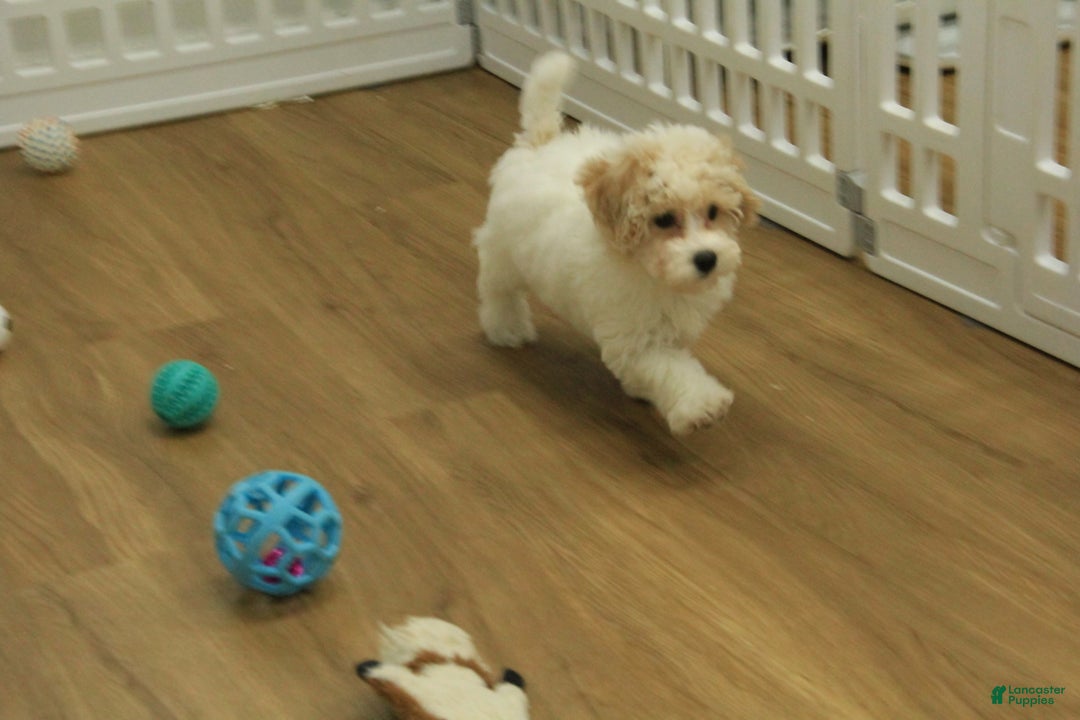 Bichpoo dogs for sale: Ramona - Ad 2